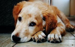 national-rescue-dog-day-2022