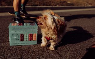 5-best-wayfairs-top-rated-products-for-spoiled-fur-babies