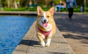 top-pet-products-from-wayfair-for-your-furry-pal